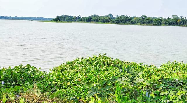 অতিথি পাখির কলতানে মুখরিত কুমারখালি নদী, পর্যটন সম্ভাবনার হাতছানি