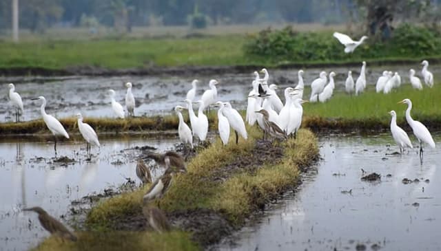 চলনবিলে অবাধে অতিথি পাখি শিকার, নষ্ট হচ্ছে জীববৈচিত্র্য