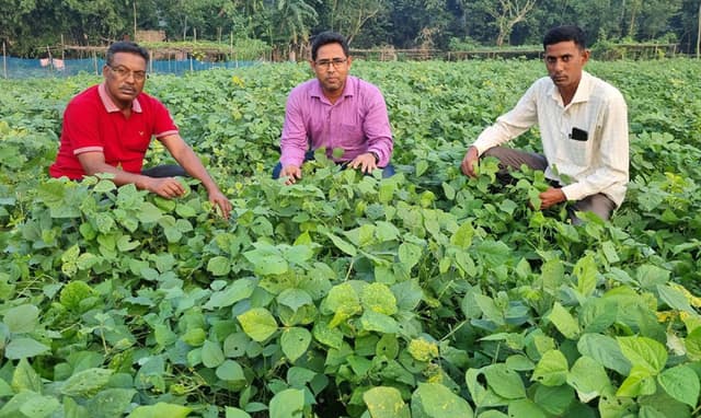 যমুনার চরাঞ্চলের পুষ্টি গুণসম্পন্ন মাষকলাই চাষের বাম্পার ফলন