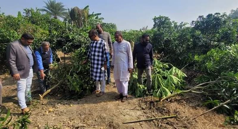 লালপুরে গাছের সঙ্গে এ কেমন শত্রুতা!