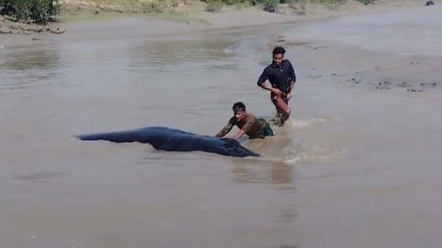নোয়াখালীর মেঘনায় ভেসে এলো বিশাল তিমি, পরে অবমুক্ত