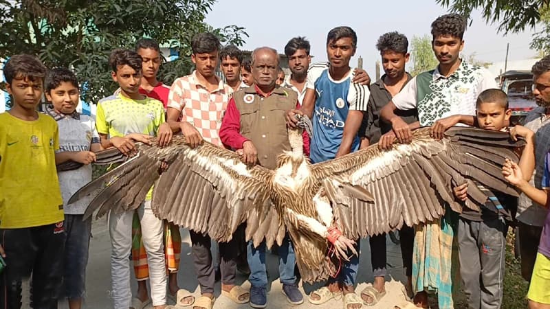 গোপালপুরে বিলুপ্তপ্রায় বাংলা শকুন উদ্ধার