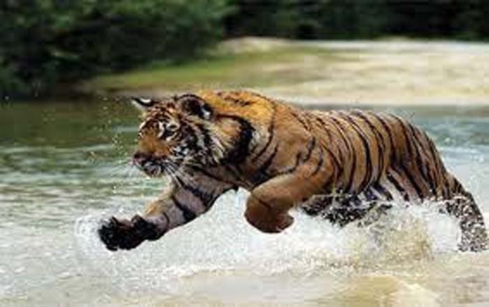 সাতক্ষীরায় বাঘের আক্রমণে জেলের মৃত্যু