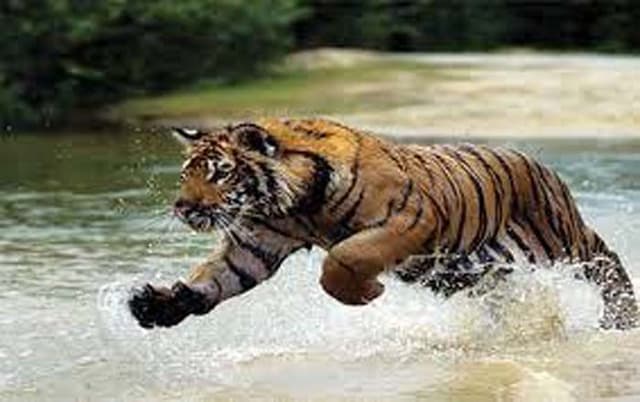 সাতক্ষীরায় বাঘের আক্রমণে জেলের মৃত্যু