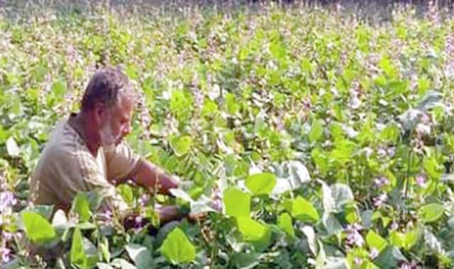 শিম চাষে ঝুঁকেছেন মেহেরপুরের চাষিরা