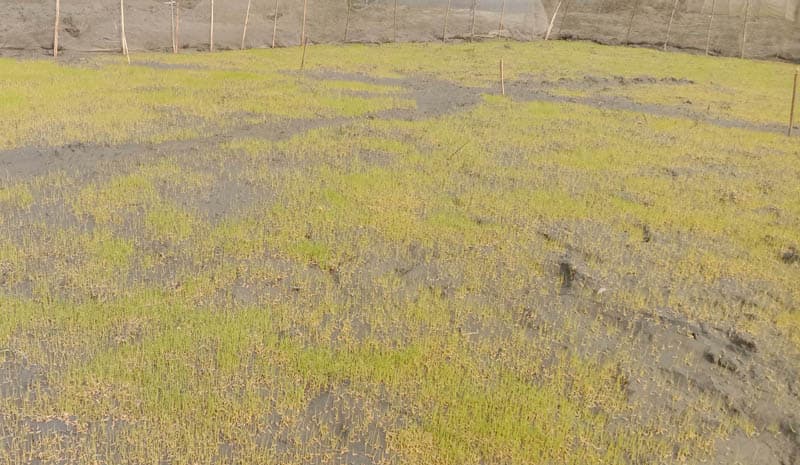 লালপুরে বোরো ধানের বীজতলা তৈরীতে ব্যস্ত কৃষক