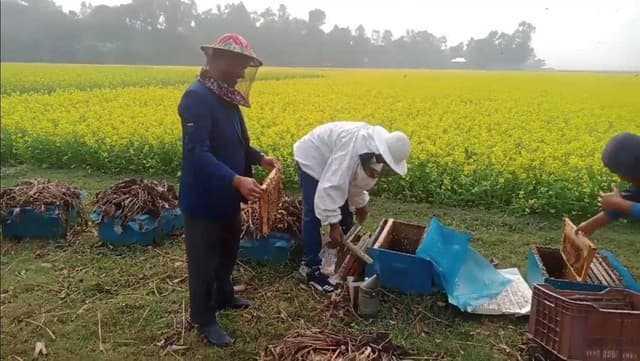 বাক্সে মধু সংগ্রহে ব্যস্ত ভূঞাপুরের মৌয়ালরা