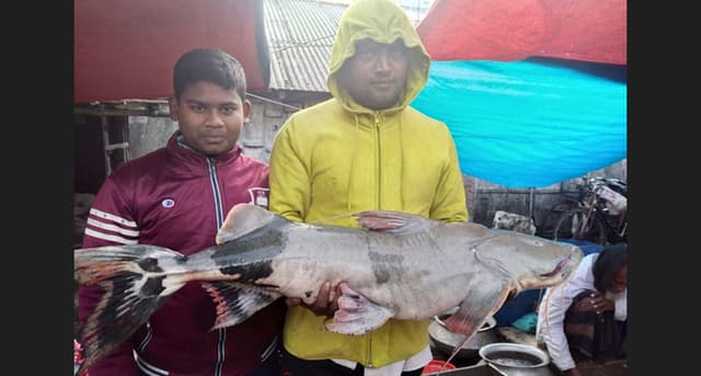 লালপুরে পদ্মায় ধরা পড়লো ১৬ কেজির বাঘাইর