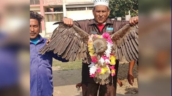 জীবন্ত ঈগল নিয়ে নির্বাচনী প্রচারণা, অতপর যা ঘটলো